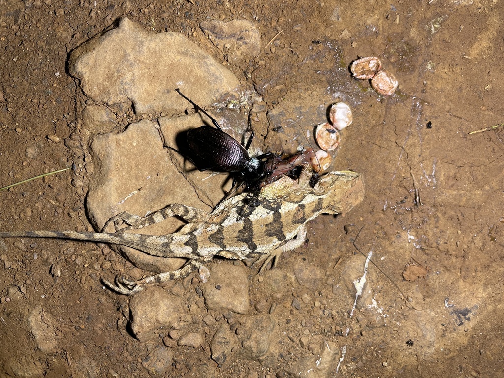 Carabus yunanensis