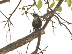 Myrmecocichla arnotti