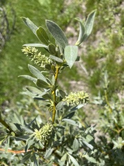 Salix eastwoodiae
