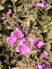 Fridericia tuberculata