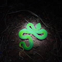 Trimeresurus yunnanensis