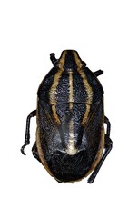 Agatharchus tritaenia