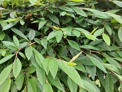 Cotoneaster × watereri