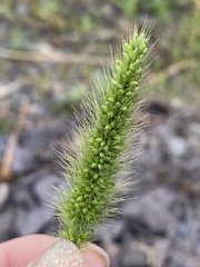 Setaria viridis