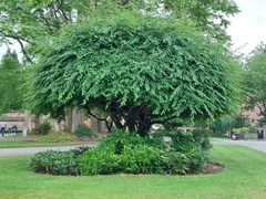 Cotoneaster × watereri