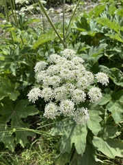 Heracleum sphondylium pyrenaicum