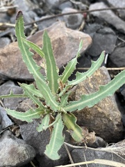 Lactuca tatarica