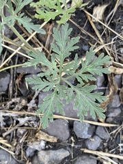 Artemisia sieversiana