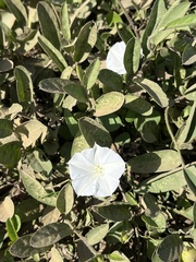 Jacquemontia gracilis