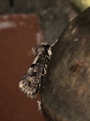 Acrolophus popeanella