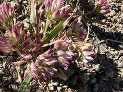 Allium crenulatum