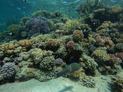 Scarus fuscopurpureus