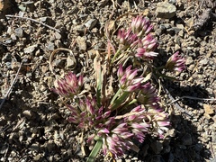 Allium crenulatum