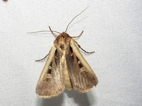 Western Bean Cutworm Moth photo 3