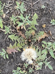 Taraxacum officinale