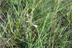 Penstemon gracilis