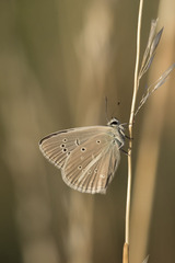 Polyommatus fulgens
