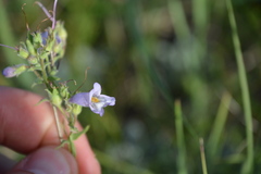 Penstemon gracilis