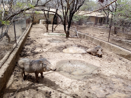 Northern Warthog