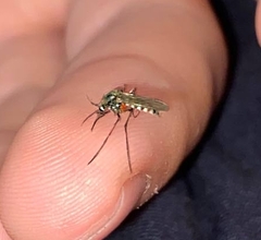 Aedes trivittatus