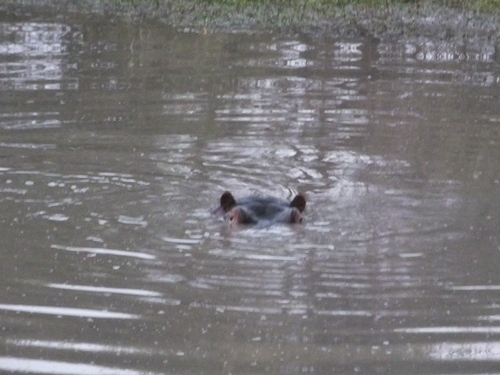 Hippo