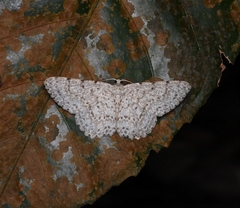 Catoria sublavaria