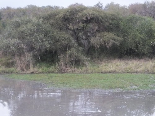 Hippo