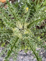 Cirsium osterhoutii