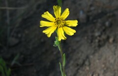 Madia citriodora