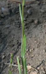 Madia citriodora