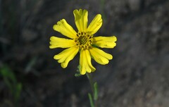 Madia citriodora