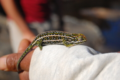 Furcifer campani