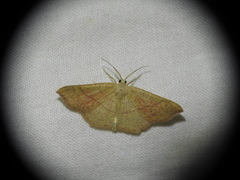 Cyclophora suppunctaria