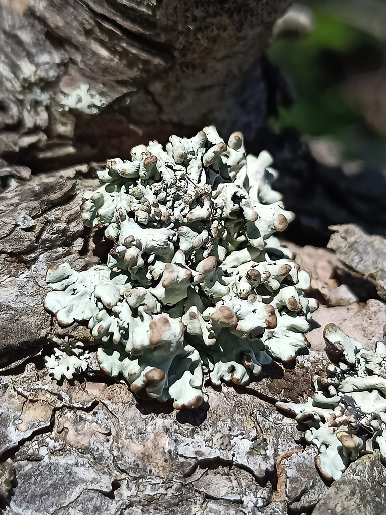 Powderheaded Tube Lichen from Ordino, AD on July 12, 2022 at 0100 PM