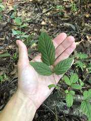 Rubus argutus