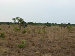 Alcelaphus buselaphus lichtensteinii