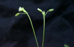 Cerastium nutans