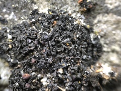 Enchylium polycarpon