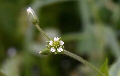 Cerastium nutans