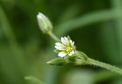 Cerastium nutans
