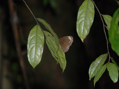 Euploea core graminifera