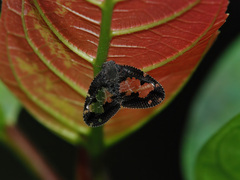 Ricanoptera fenestrata