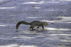 Sciurus niger