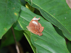 Abisara geza