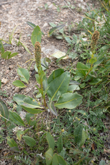 Lagotis integrifolia