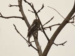Glaucidium capense