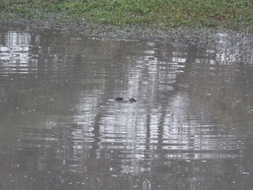 Hippo