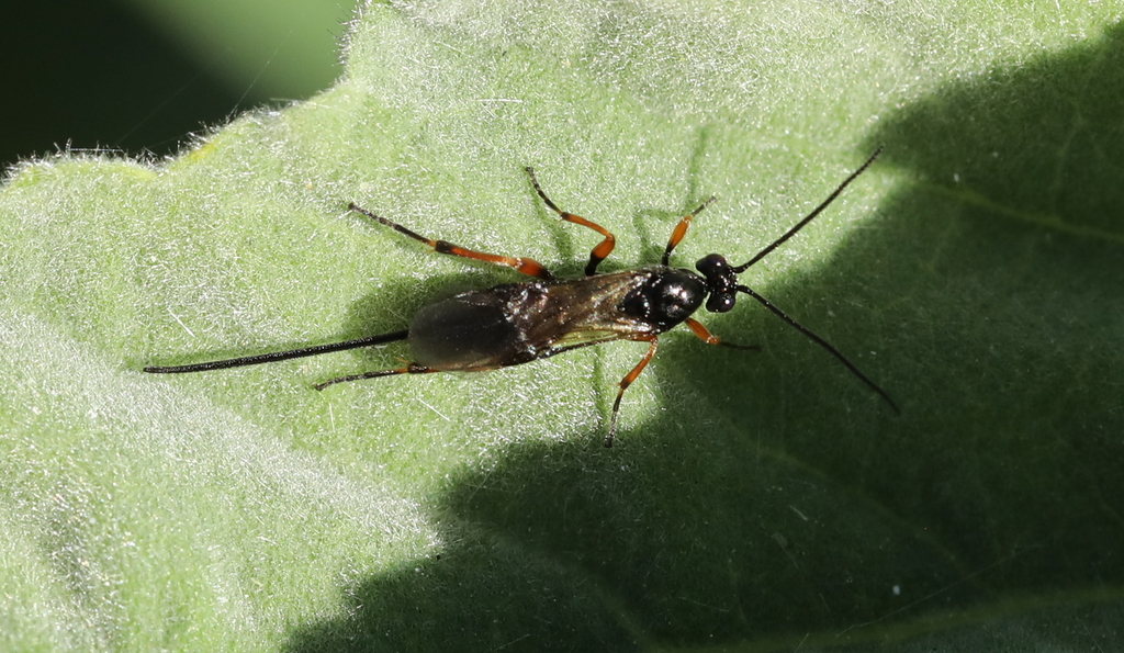 Black Slip Wasp from Oudalle, France on July 12, 2022 at 0549 PM by