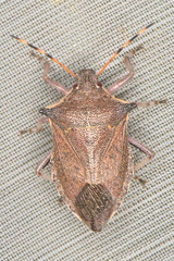 Picromerus nigridens