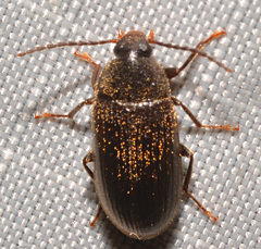 Hymenorus obesus